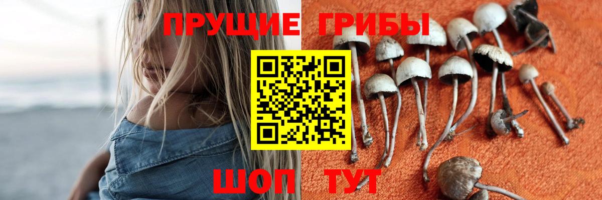 Галлюциногенные грибы Psilocybe Гусиноозёрск